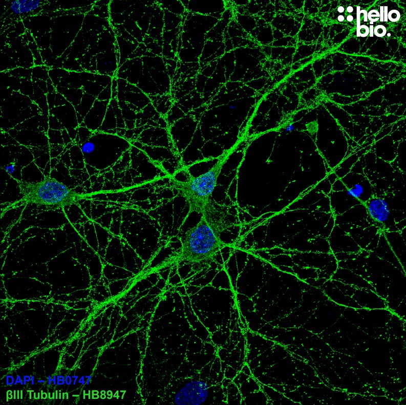 Hello Bio ValidAb beta III tubulin antibody staining of cultured rat hippocampal neurons